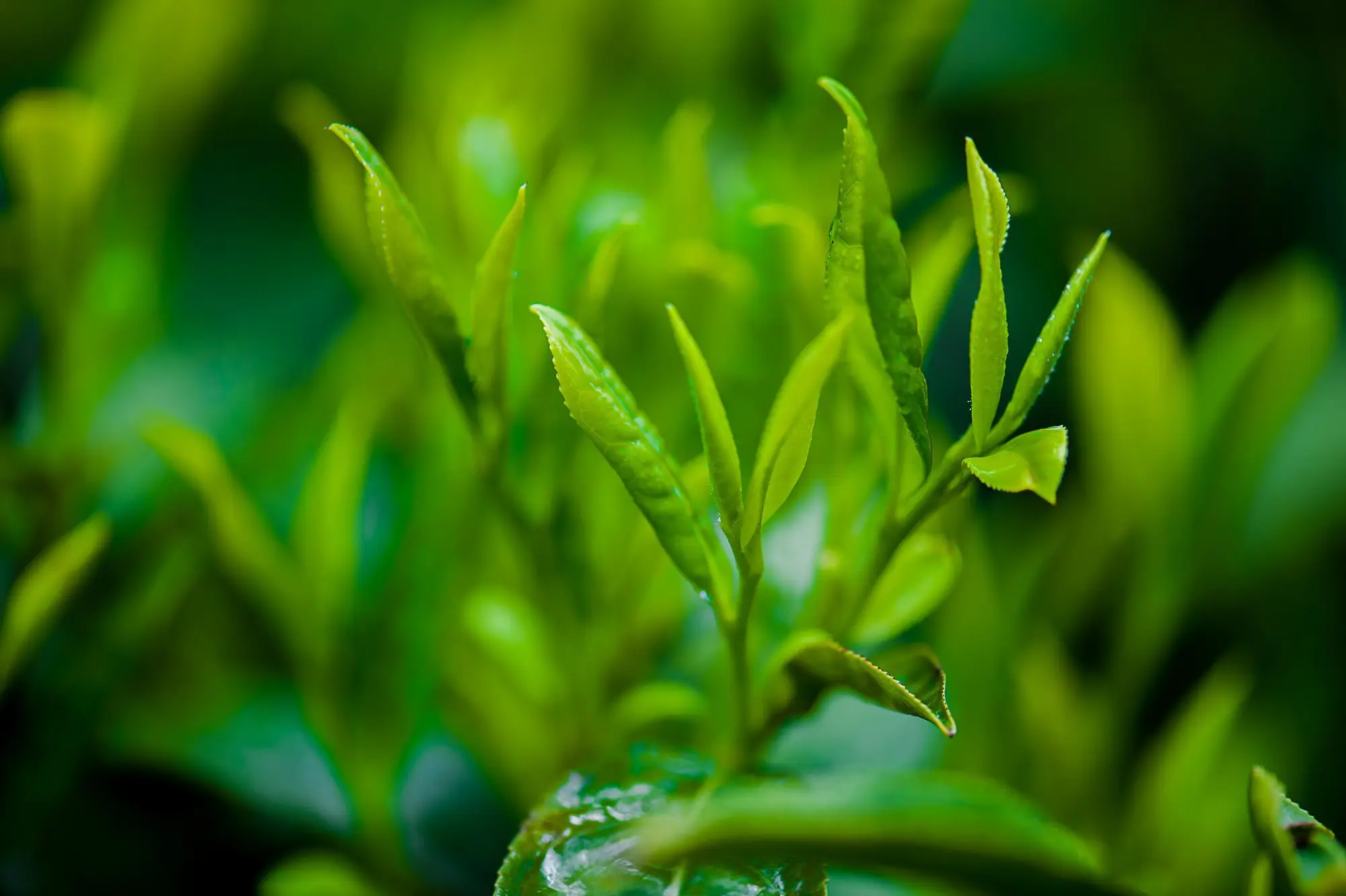 Kandrick Tea Estate
