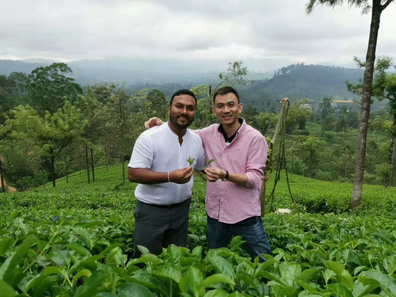 Kandrick Tea