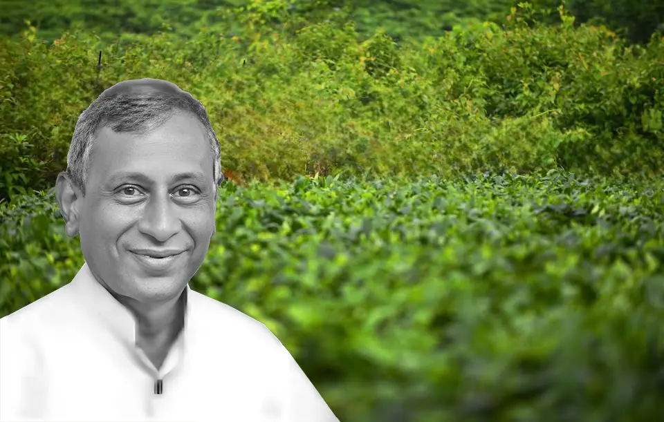 Kandrick Tea Estate